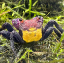 Carnival vampire crab with vibrant purple red head yellow abdomen and dark blue legs resting on green moss