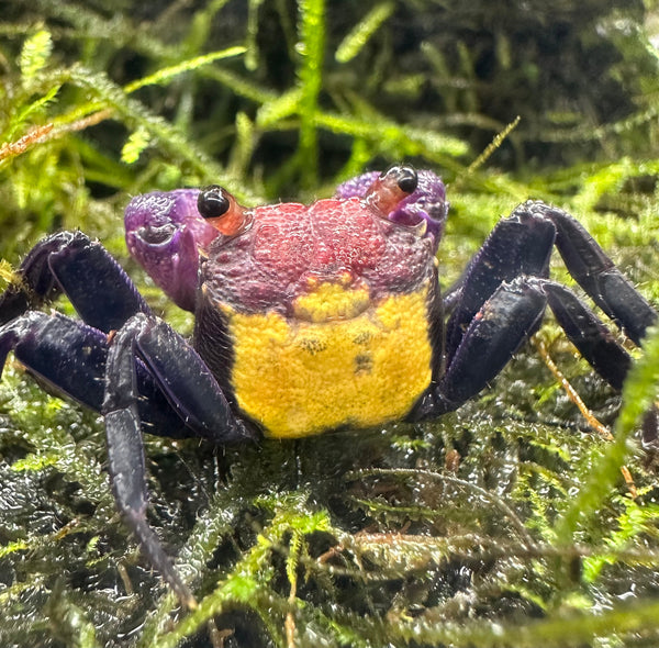 Carnival Vampire Crab (Geosesarma sp.) - AquaticMotiv