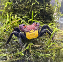 Carnival vampire crab geosesarma sp with vibrant purple head yellow abdomen and pinkish red carapace on green moss