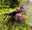 A vibrant purple and black carnival vampire crab with striking orange eyes perched on lush green moss