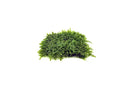 Green Christmas moss 3x3 mat wall art with natural texture