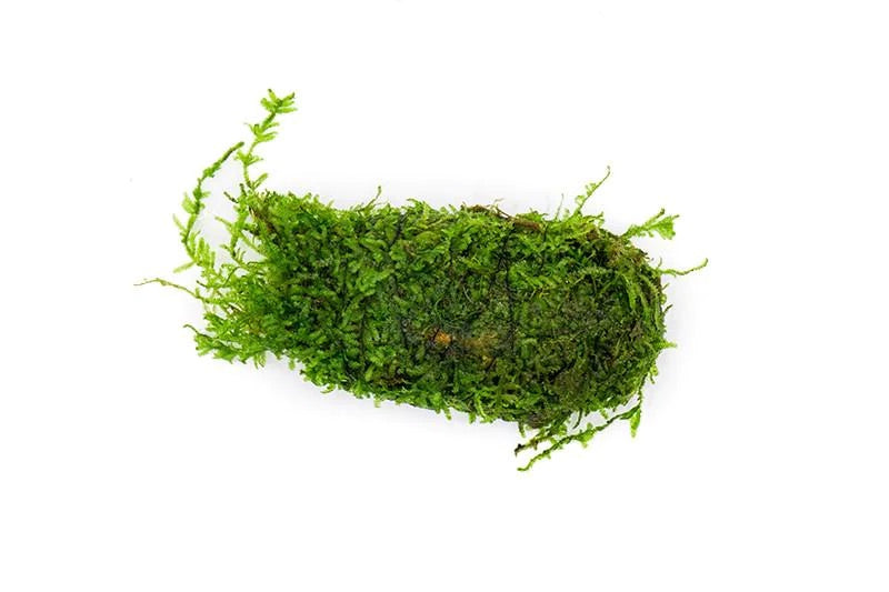 Christmas Moss on Clay - AquaticMotiv