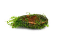 Christmas Moss on Clay - AquaticMotiv