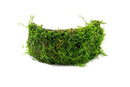 Green moss wreath on coconut shell bridge, textured natural design