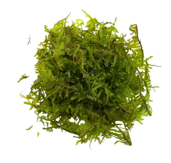 Vibrant green Christmas moss (Vesicularia montagnei) with delicate fronds