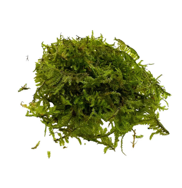 Moss