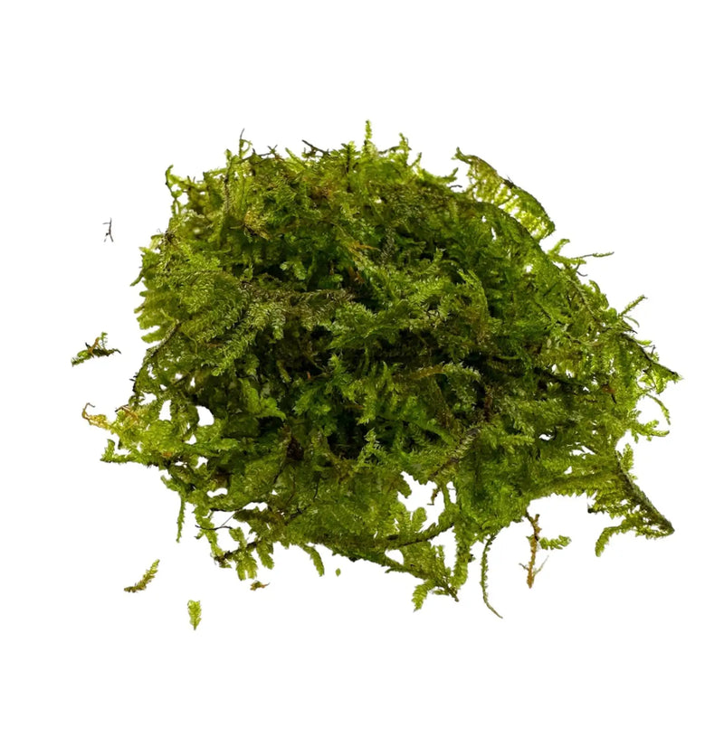Aquarium Moss — Java, Christmas & More, Shipped Live | Aquatic Motiv