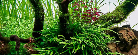 Carbon Dioxide Supplementation: What plants need it and what plants don’t.