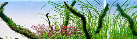 Carbon Dioxide Supplementation: What plants need it and what plants don’t.