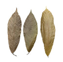 Three dried brownish-green Cocoa Leaves with veining, 10 pcs pack