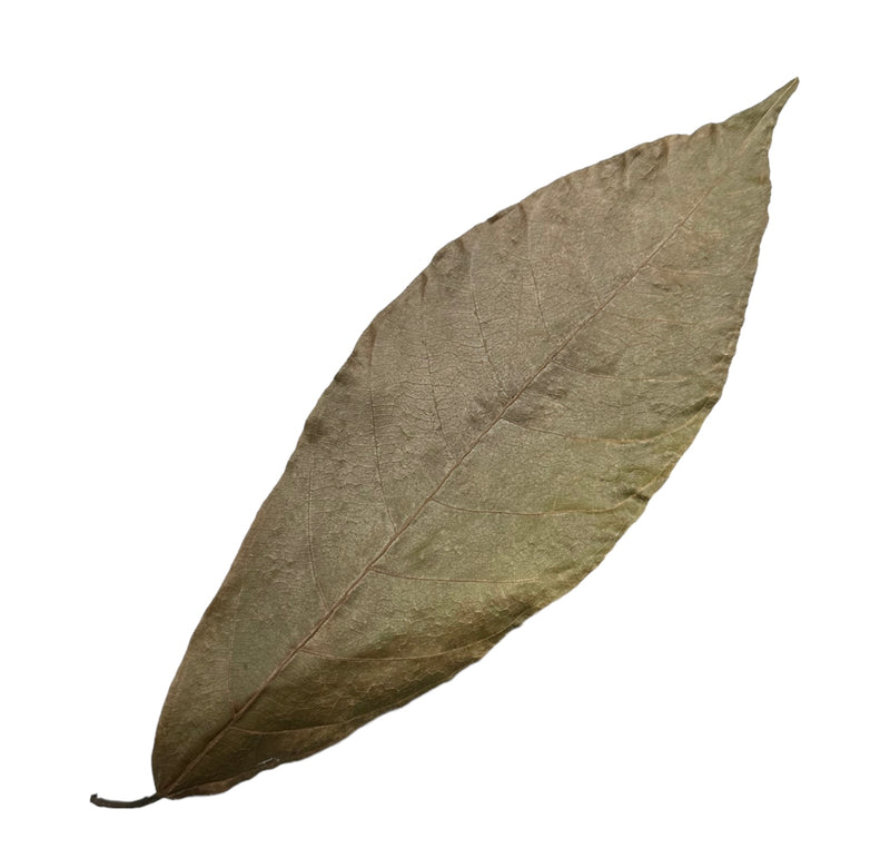 Cocoa Leaves - 10 pcs - [AquaticMotiv]
