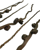 Dark brown gnarled Coconut Palm Stem with bulbous nodes