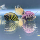 Striped snail shell ornament in purple and yellow from Color Contrast Pack
