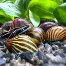 Striped snail shell collection in vibrant yellow and brown hues on black background, Color Contrast Pack (2 Snails)