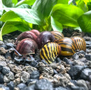 Color Contrast Pack: 2 striped plastic snails in purple and brown hues