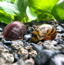 Purple and gold snail shell on black gravel background, Color Contrast Pack