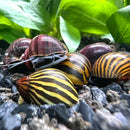Striped snail shell with yellow-brown stripes on dark background