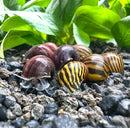 Striped snail shell collection in purple and yellow hues, Color Contrast Pack (2 Snails)