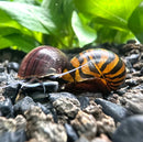 Striped snail shell in brown and orange glossy hues from Color Contrast Pack
