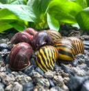 Striped snail shells on aquarium rocks in Color Contrast Pack (2 Snails)