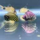 Striped snail shell ornament in purple yellow design from Color Contrast Pack