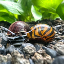 Striped snail shell design with brown orange stripes on dark background