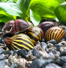 Striped snail shells on soil with green leaves in Color Contrast Pack