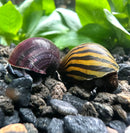 Purple and brown striped snail shells on black gravel with green leaves