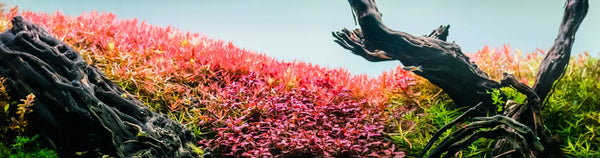 Top 5 Red Plants you can grow without Co2 supplementation