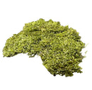 Green Coral Moss carpeting material, Riccardia Chamedryfolia