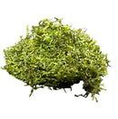 Green Coral Moss wall art with natural Riccardia chamedryfolia texture