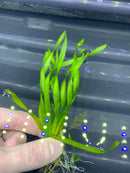 Hand holding green Corkscrew Vall plant with white roots