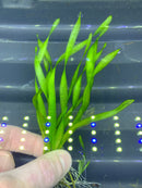 Corkscrew Vall (VALLISNERIA TORTA) - AquaticMotiv