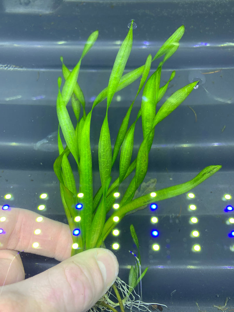 Corkscrew Vall (VALLISNERIA TORTA) - AquaticMotiv