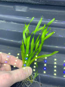 Corkscrew Vall (VALLISNERIA TORTA) - AquaticMotiv