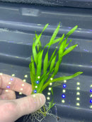 Hand holding Corkscrew Vall (Vallisneria Torta) green aquatic plant with white roots on illuminated background