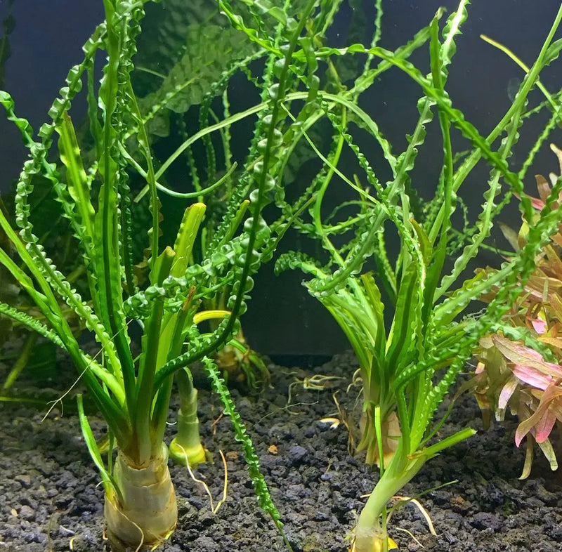 crinum aquarium plant Crinum calamistratum Rippled Leaves Centerpiece