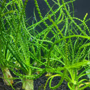 Crinum Calamistratum green aquatic plant with slender leaves and white roots