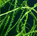 Crinum Calamistratum green aquatic plant with serrated edges and water droplets