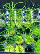 Crinum Calamistratum green aquatic plant in black pots with blue lights