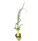 Crinum Calamistratum: Green succulent in black pot with yellow accents