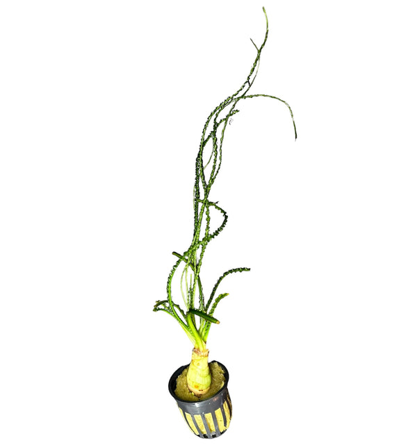 Crinum Calamistratum - AquaticMotiv