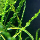 Crinum Calamistratum green aquatic plant with elongated serrated leaves