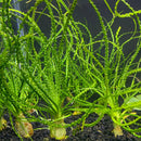 Crinum Calamistratum green aquatic plant with slender leaves and white base for aquariums