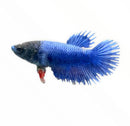 A vibrant blue female crowntail betta fish with a dark head and striking red fins in assorted colors