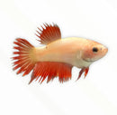 A vibrant orange and cream crowntail betta female fish with flowing spiky fins in assorted colors