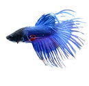 A vibrant blue crowntail betta male with flowing translucent fins and a striking red marking near its gill