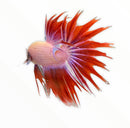 Crowntail Betta Male - Multicolor - AquaticMotiv