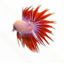 A vibrant red and purple multicolor male crowntail betta fish with flowing fan like fins