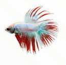 Crowntail Betta Male - Multicolor - AquaticMotiv
